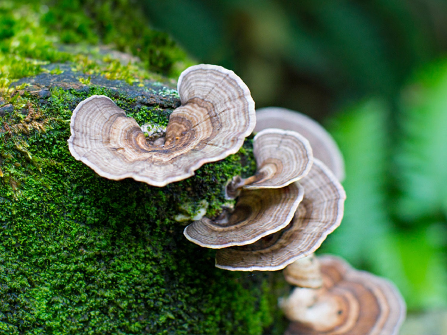 turkey-tail-mushroom