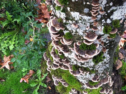 benefits-turkey-tail-mushrooms