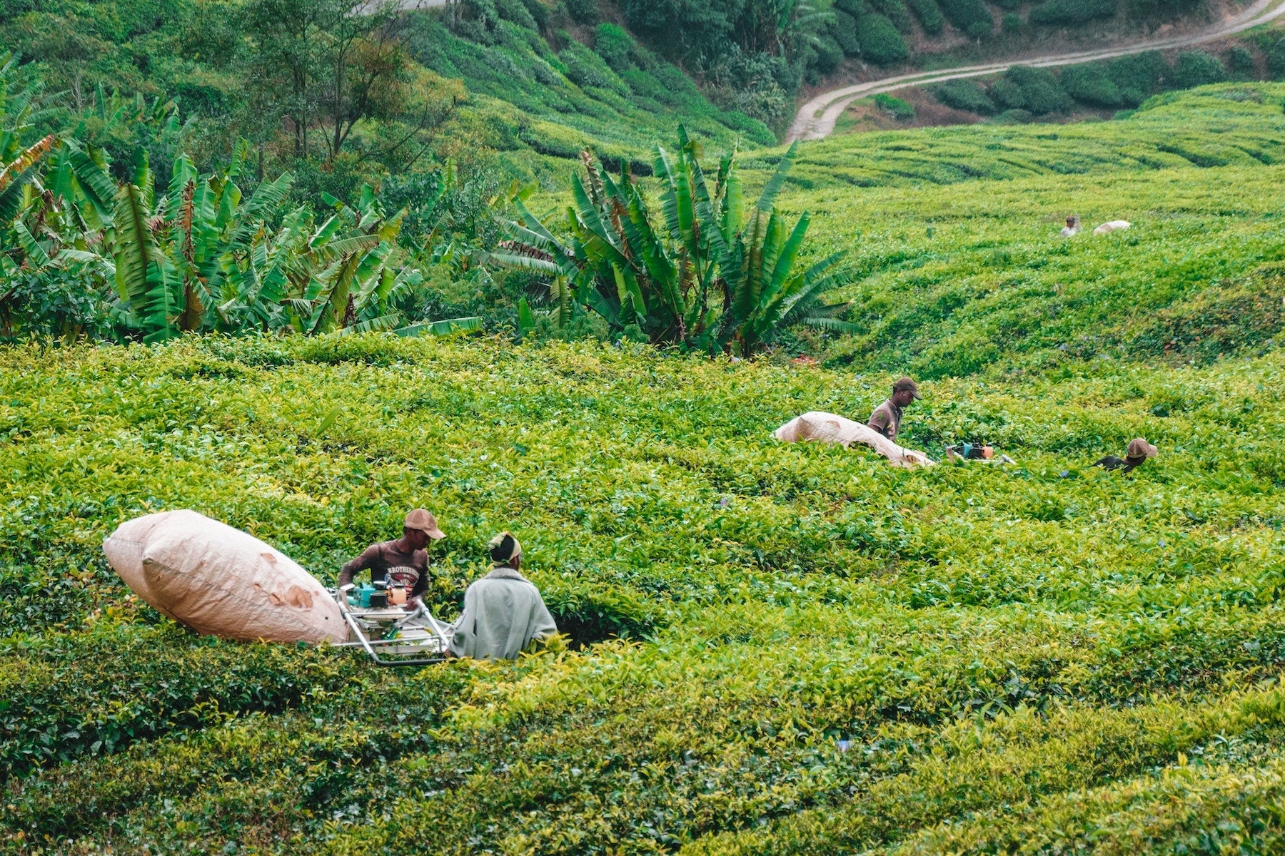 how-is-tea-harvested