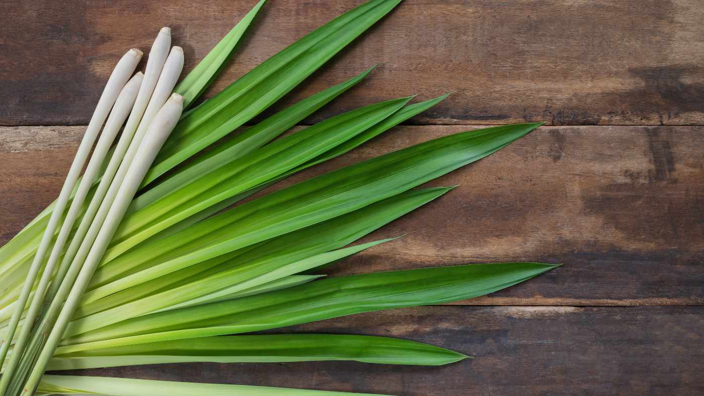 Lemongrass - The Uplifting Grass