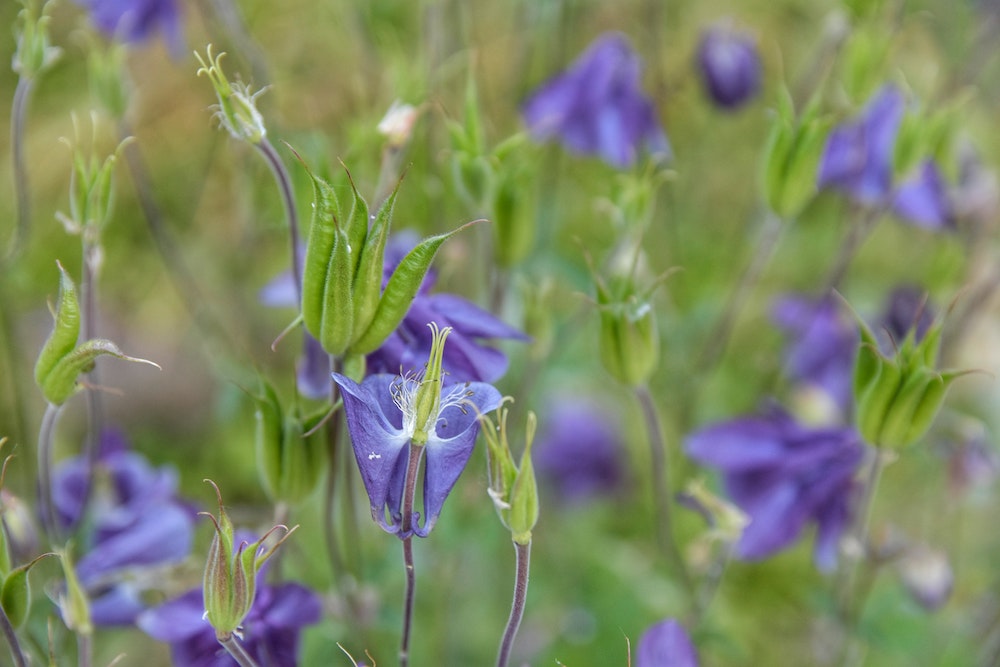 butterfly-pea-flower-advantages