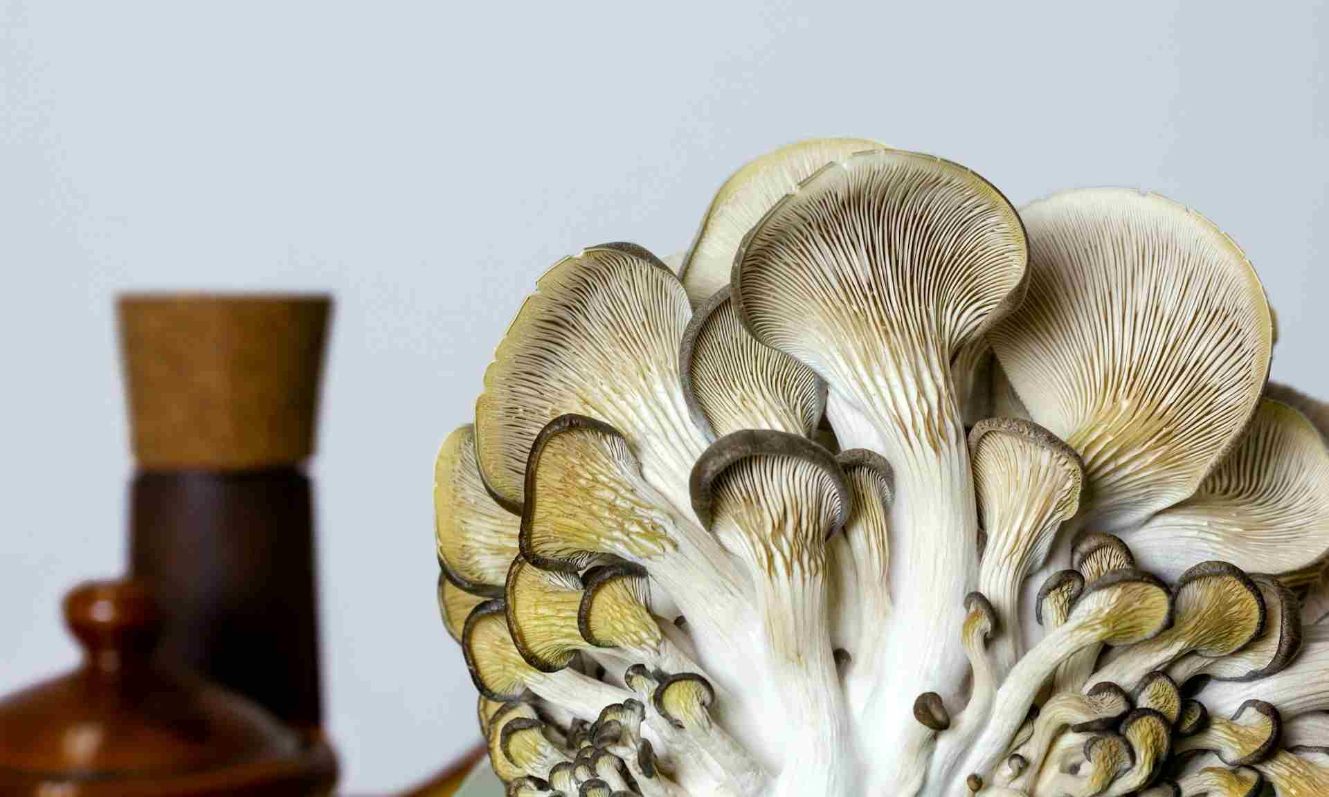 Maitake-Mushrooms-Benefits