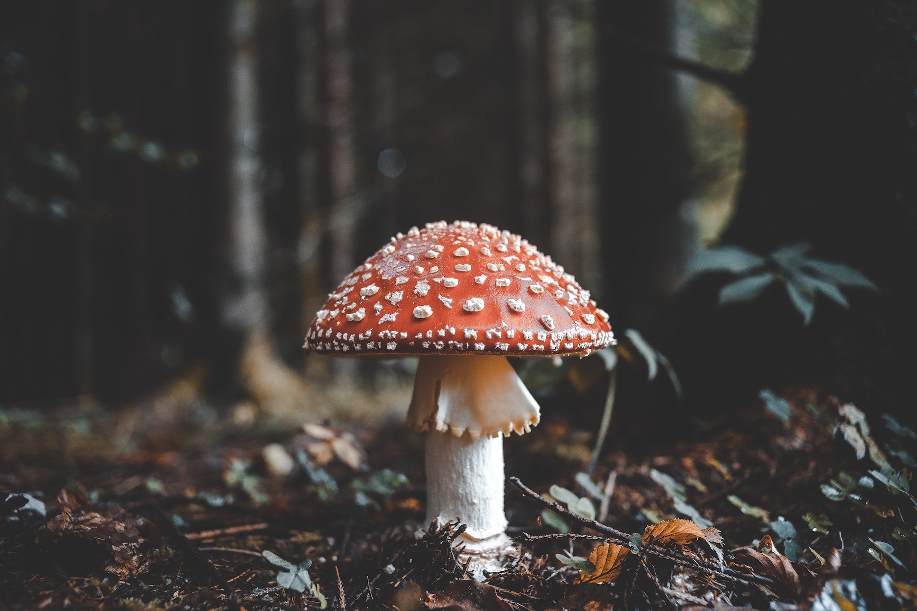 lions-mane-mushrooms