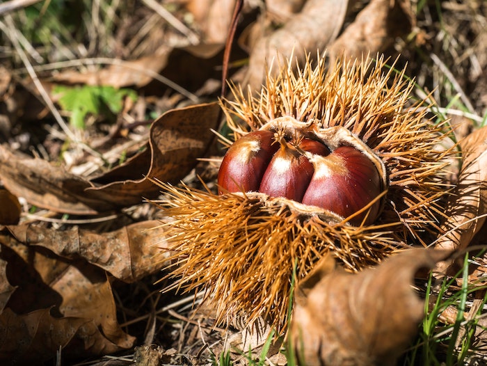 benefits-of-chestnut