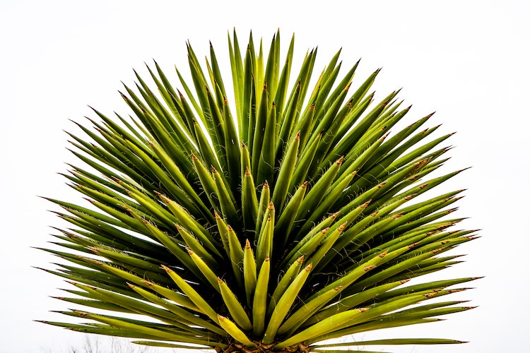 yucca-root-improves-immunity