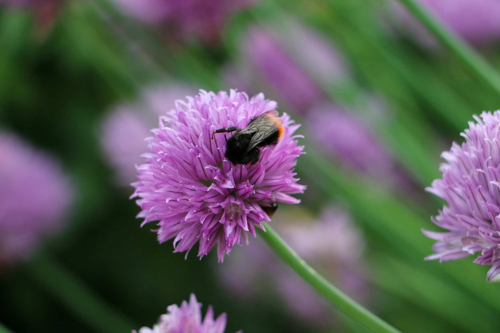 Chives-A-Flavorful-Addition-to-Your-Culinary-Arsenal