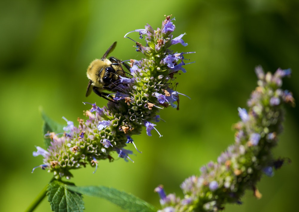 hyssop-essential-oil-benefits