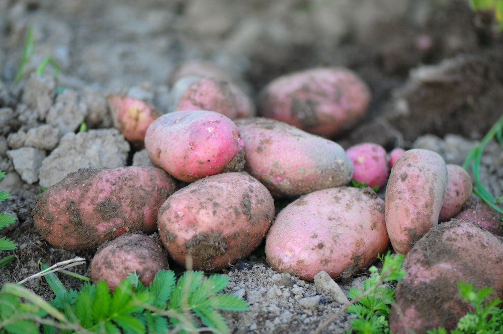 Purple Potatoes with Antioxidants: A Healthy and Versatile Carbohydrate