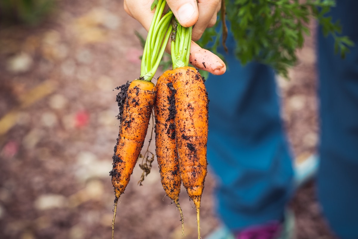 Carrot with ground