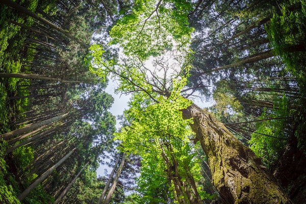 benefits-of-forest-bathing