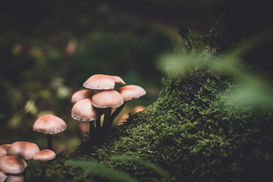 Mushrooms for Brain Health: Unlock Ancient Cognitive Power