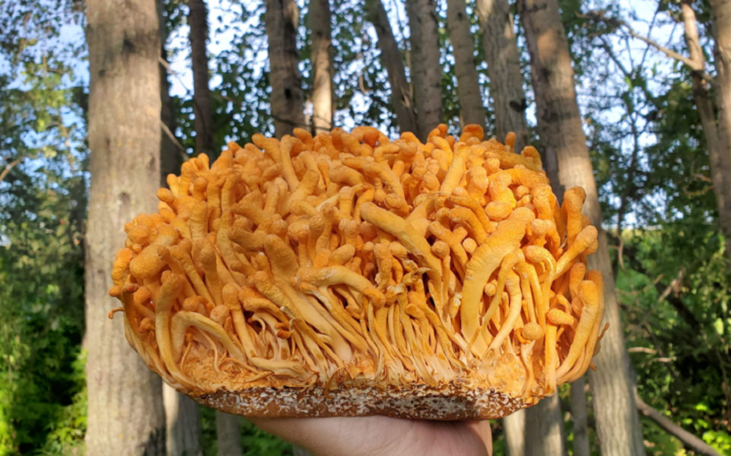 cordyceps-mushroom