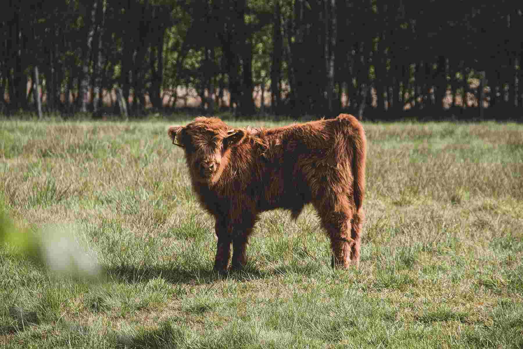 cow