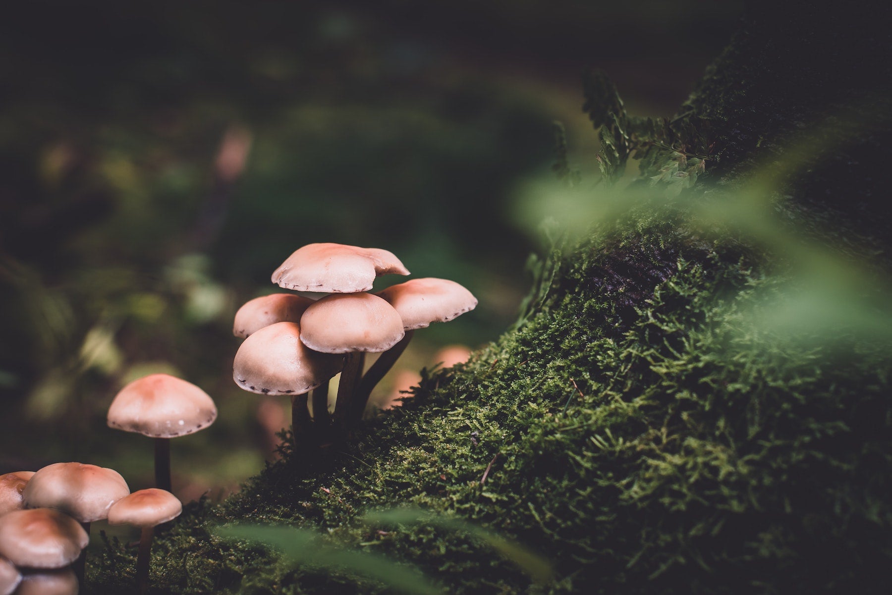 closer-look-into-reishi