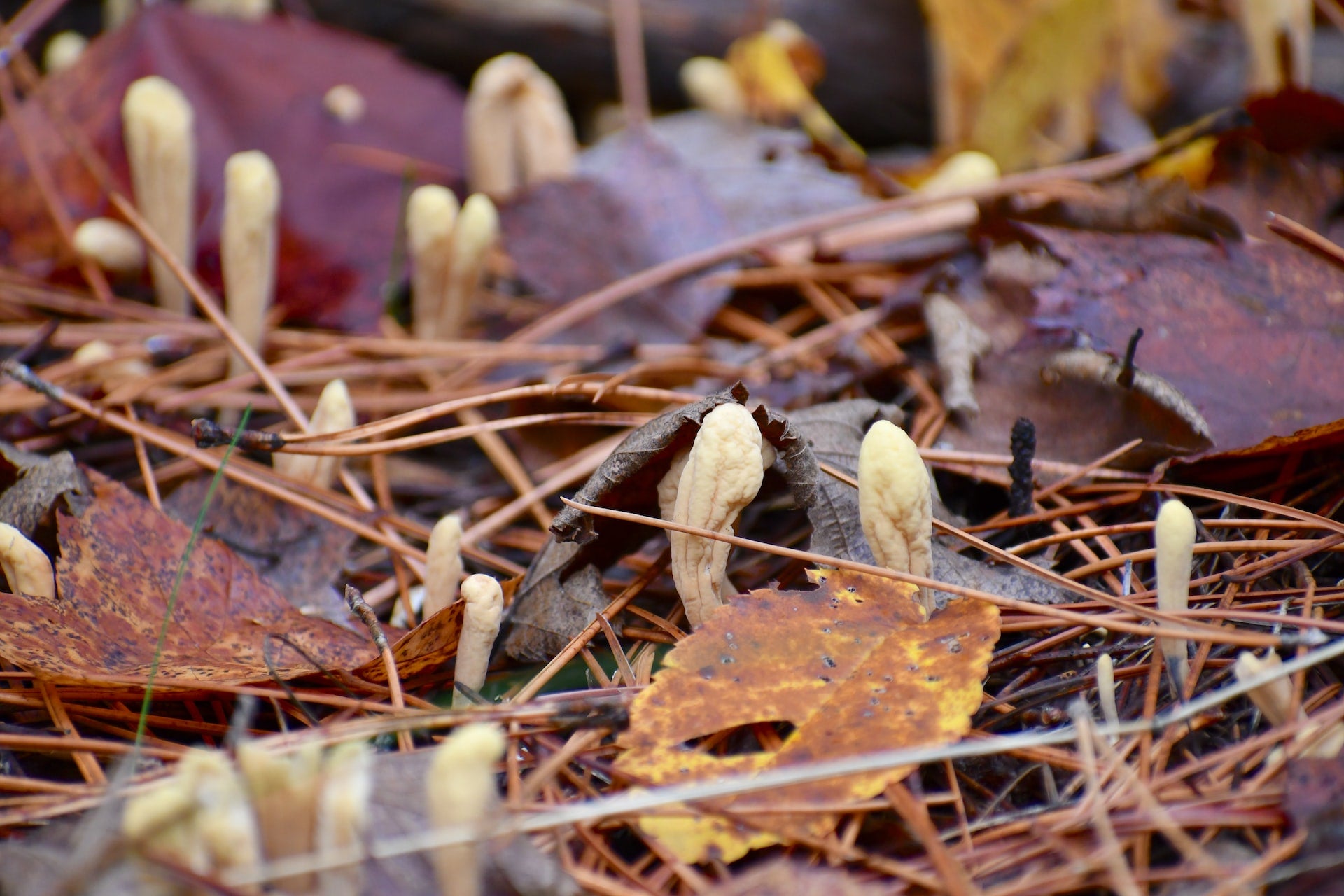 cordyceps