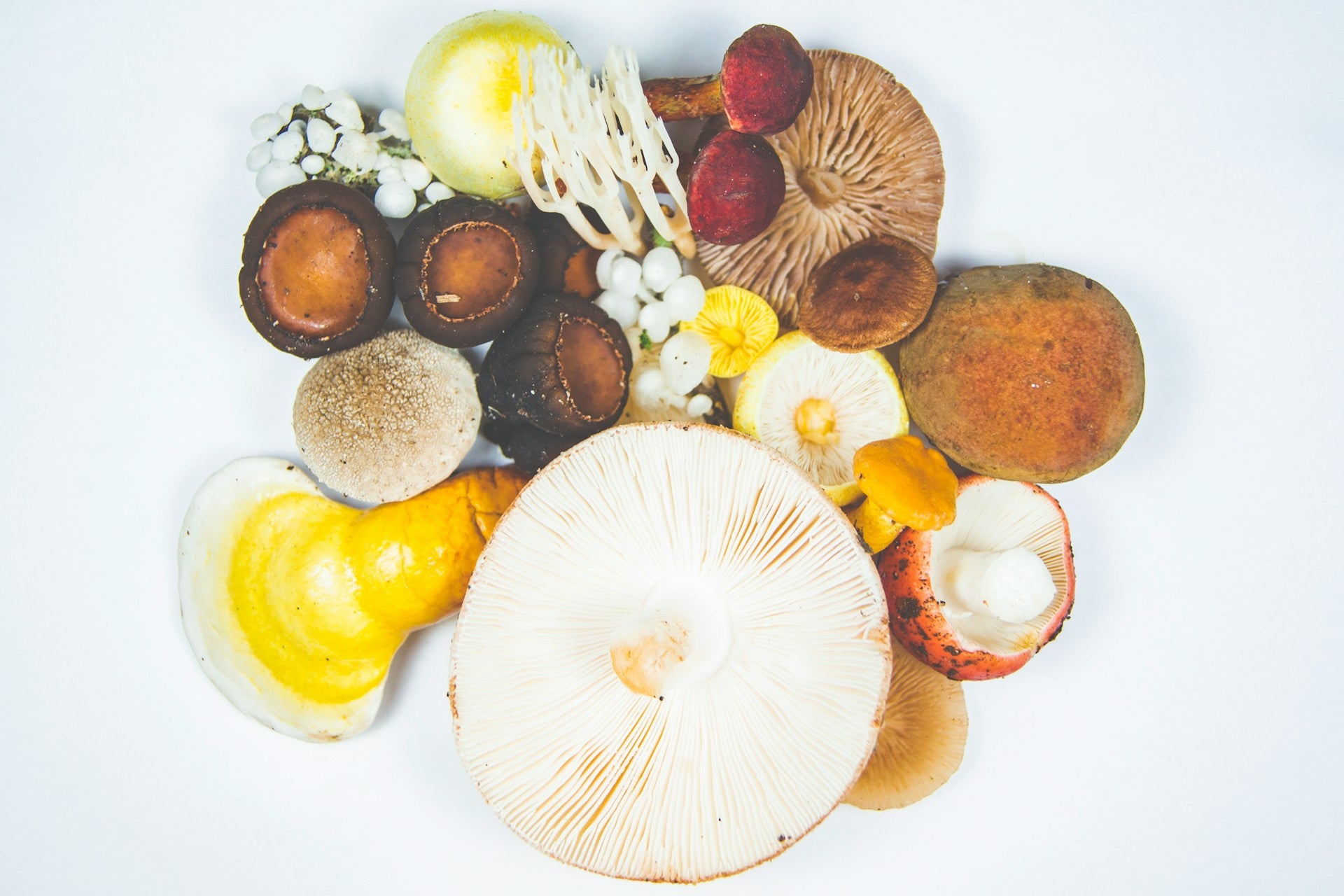 What is Reishi? (History, Health & Wild Facts)