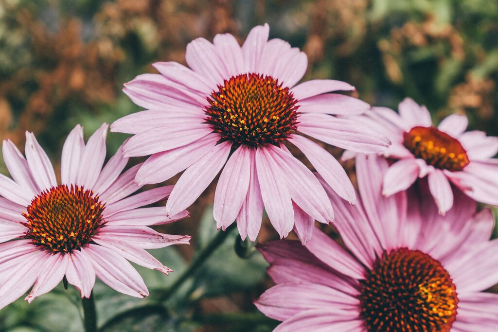 echinacea-advantages-and-applications