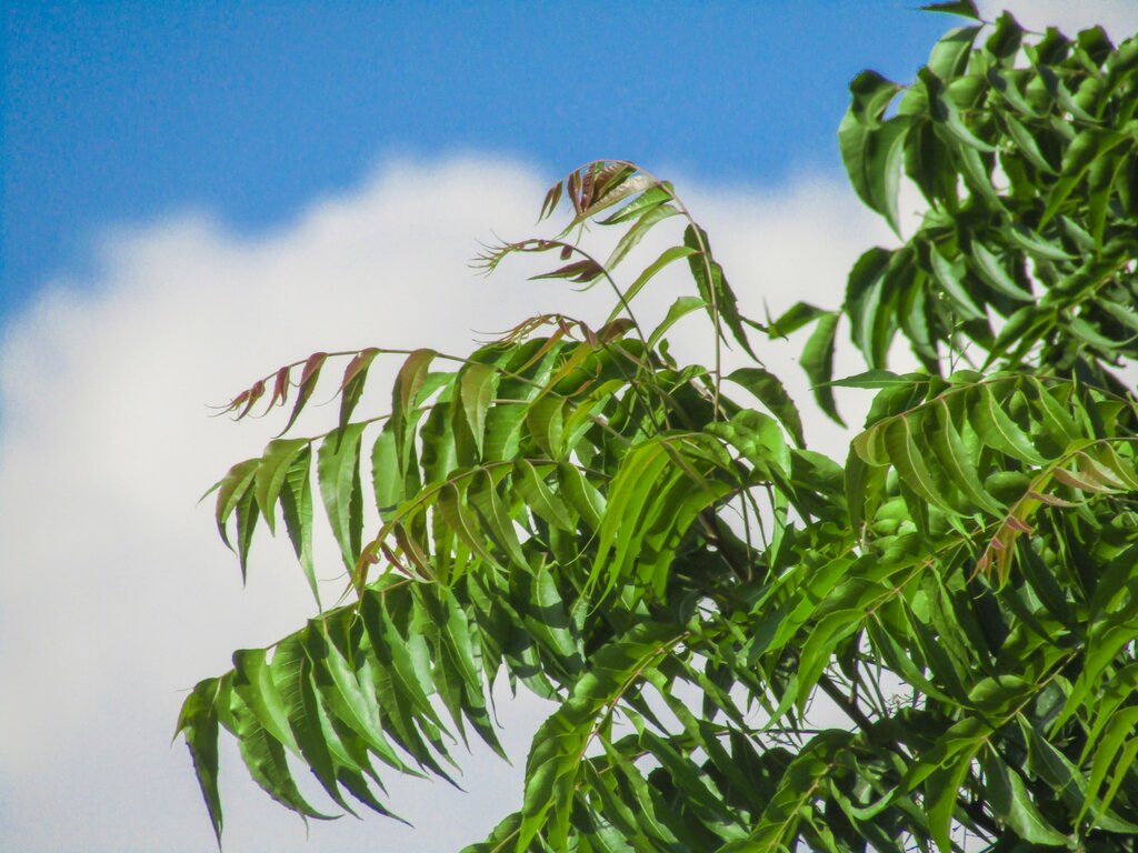 neem-health-benefits