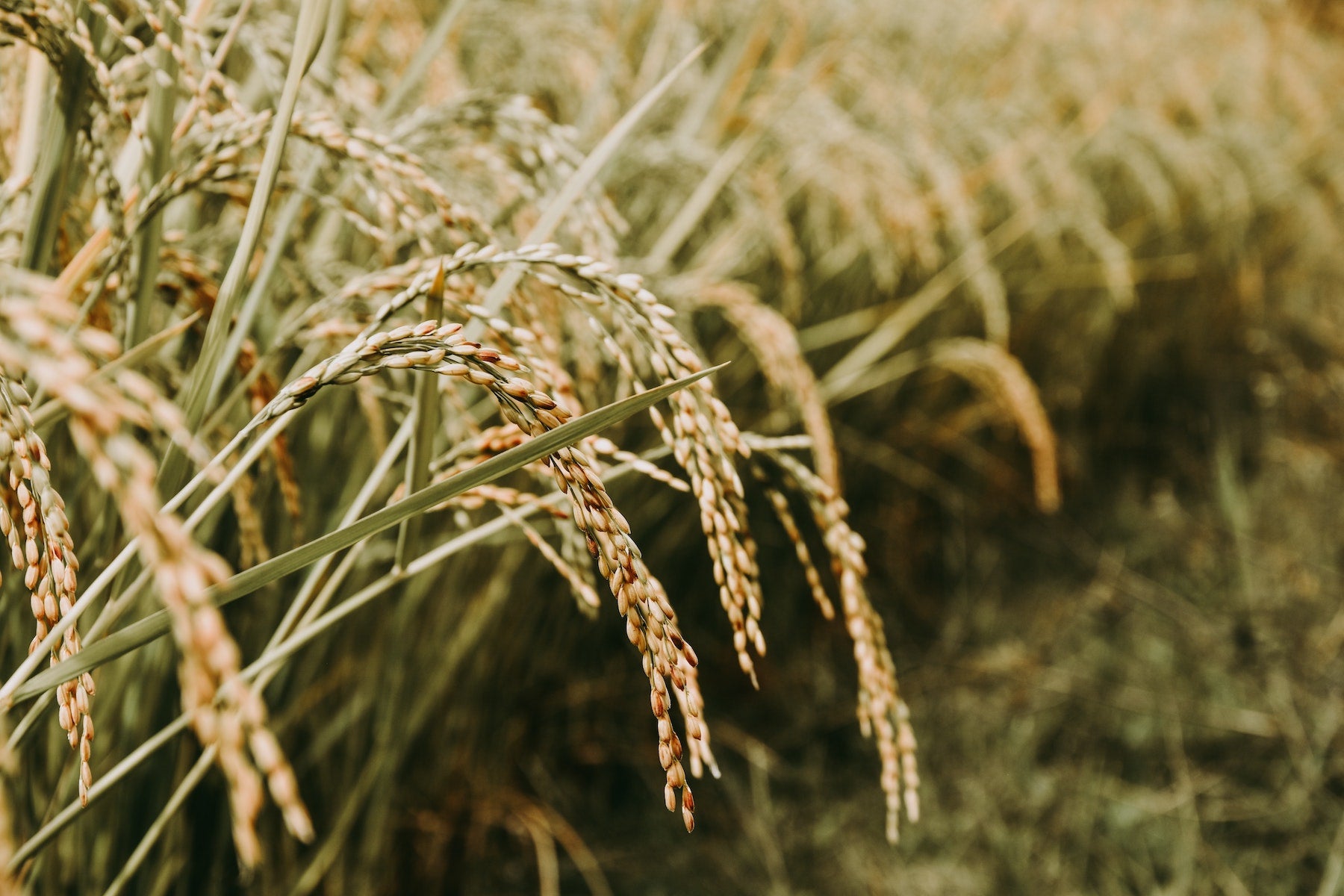 What is the Difference between Brown and White rice?