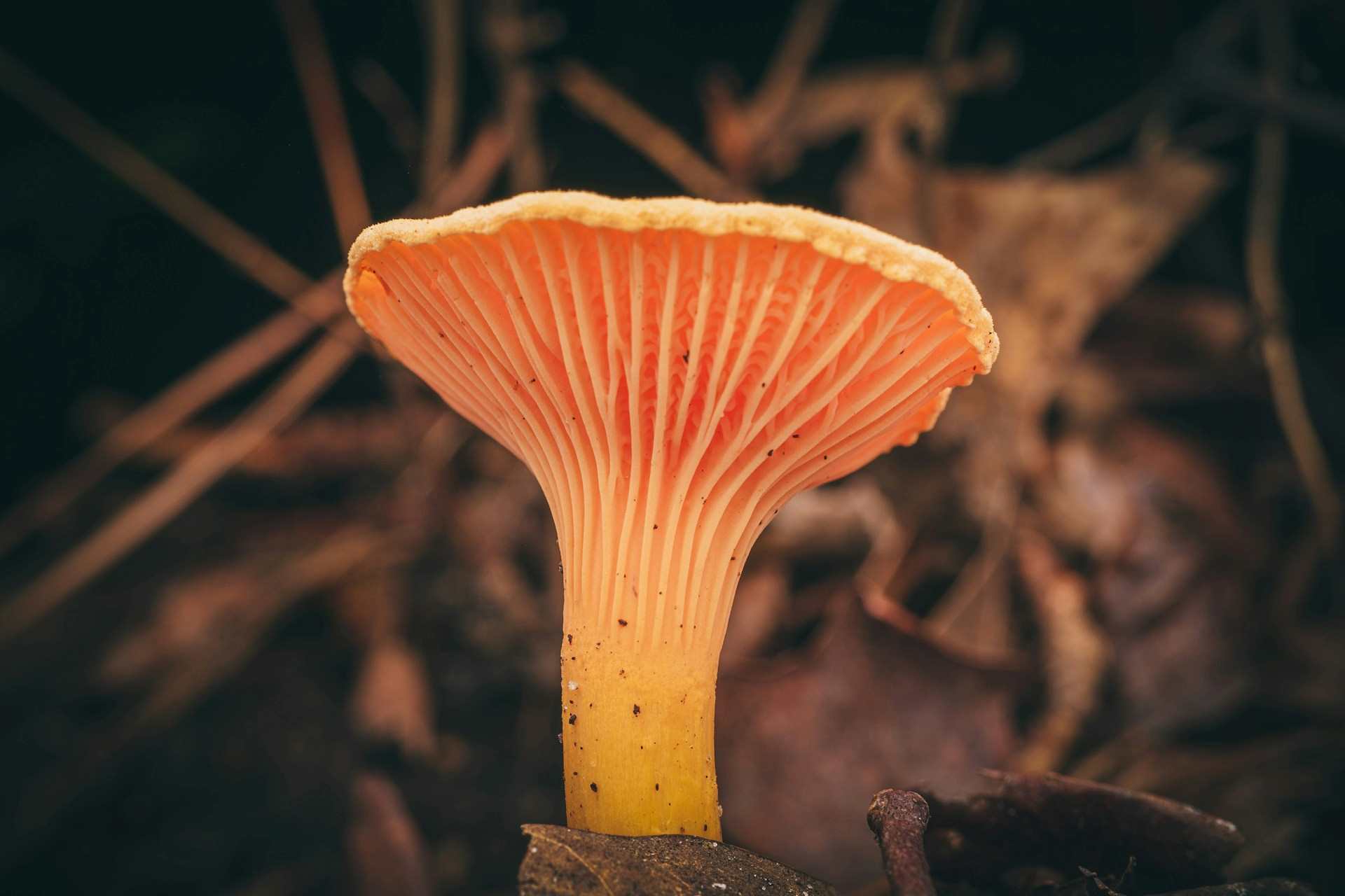 Exploring-the-Best-Mushrooms-for-Anxiety