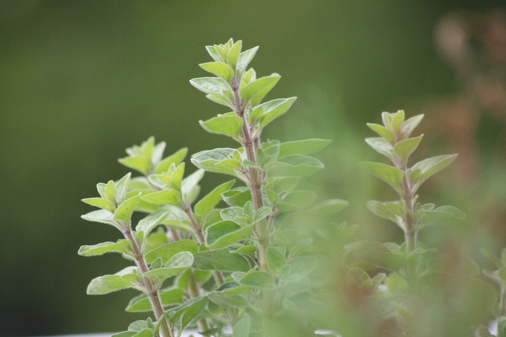 oregano-essential-oil-benefits