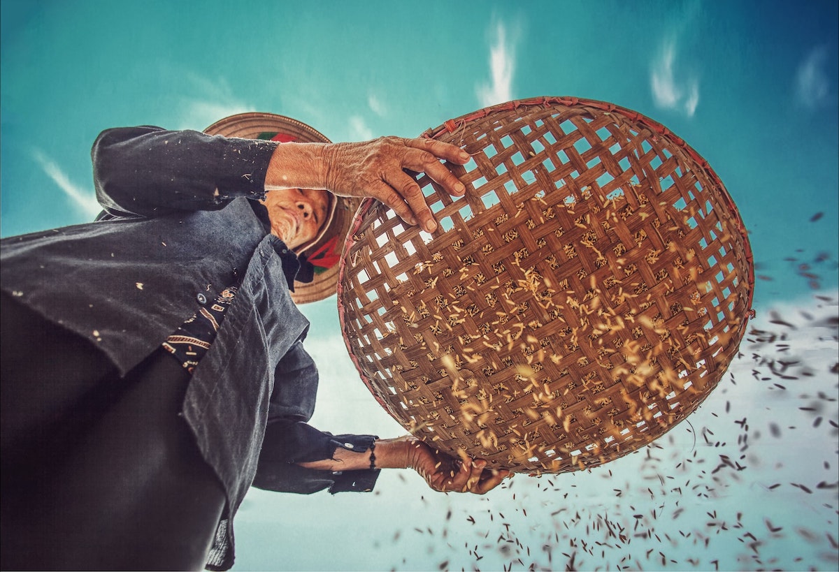 Brown rice being filtered