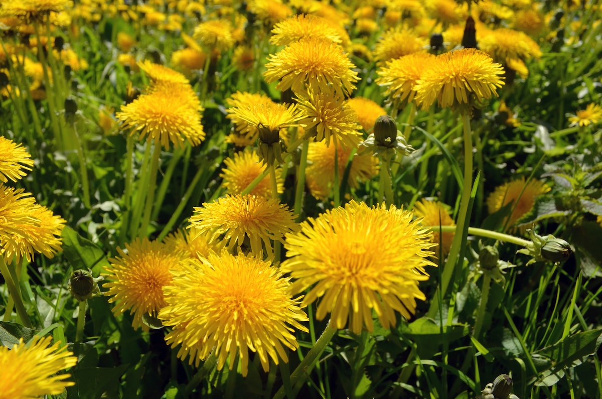 Dandelion Flowers