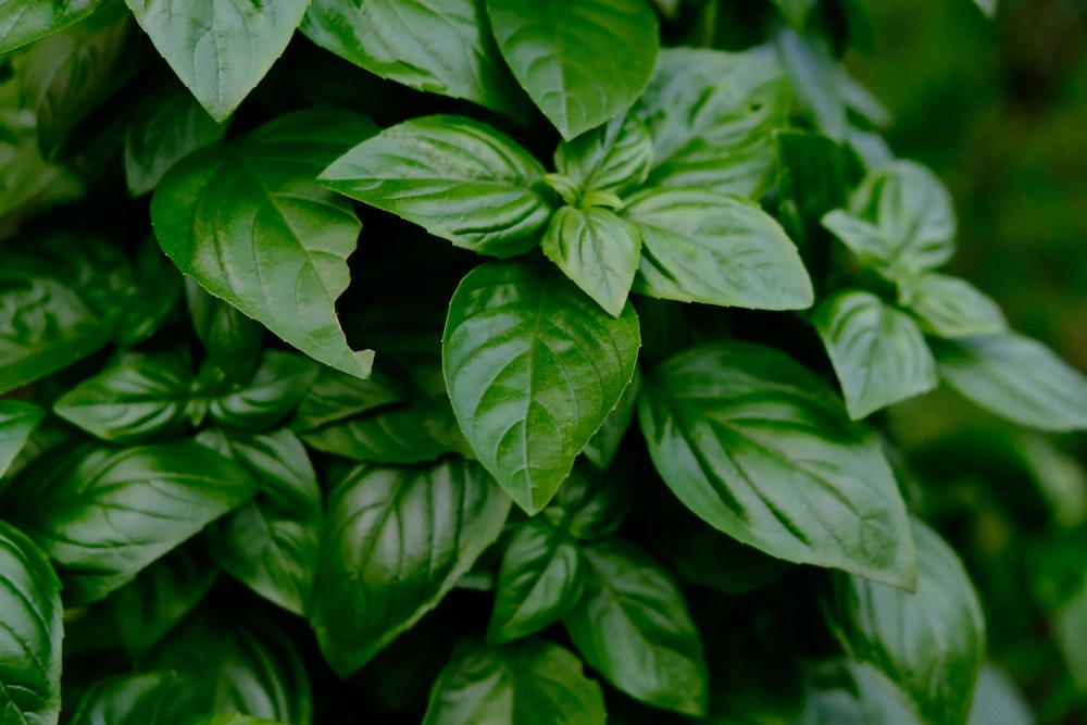 basil-essential-oil-benefits