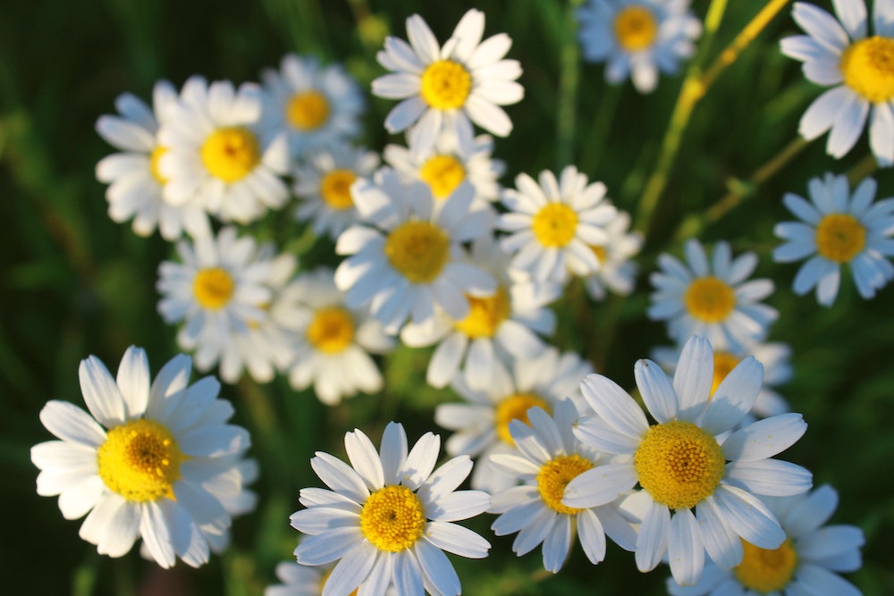 chamomile-essential-oil-benefits