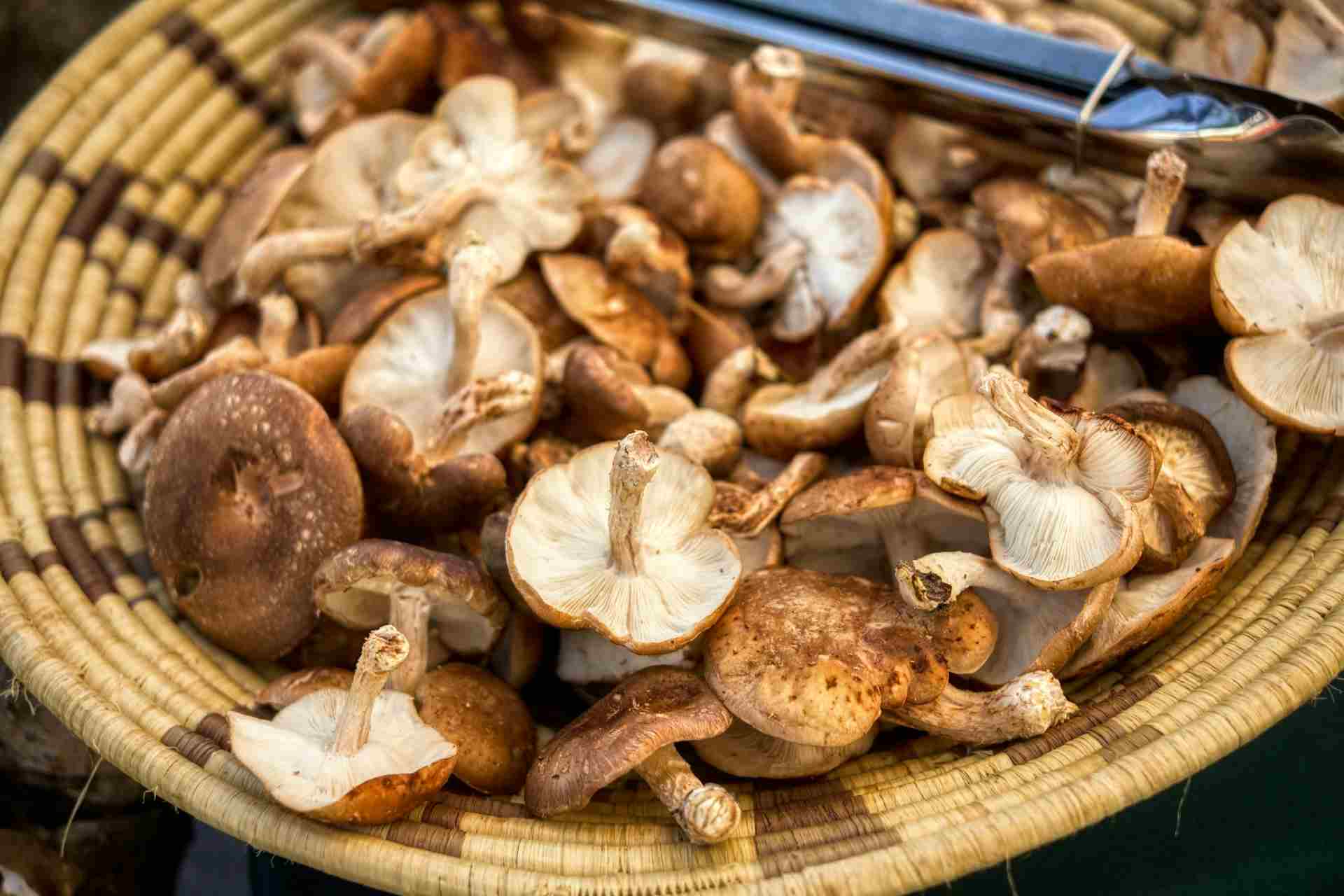 Mushrooms-for-Weight-Loss